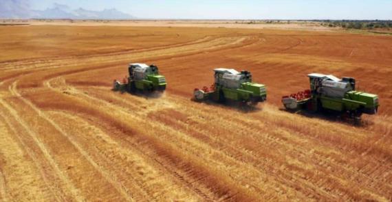 اللجنة الزراعية تدشن موسم حصاد القمح للعام 1444هـ بمحافظة الجوف